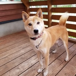 犬猫譲渡会 サムネイル2