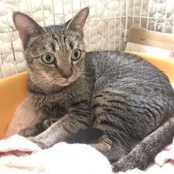 犬猫譲渡会 サムネイル3