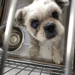 飼育放棄リュウくんの余生を幸せにしてあげて下さい。