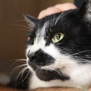 白黒の大人猫。抱っこもOK!