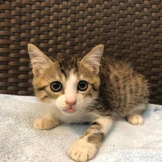 とても可愛い2ヶ月の女の子です★( ＾∀＾)