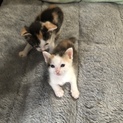 子猫の里親さん募集