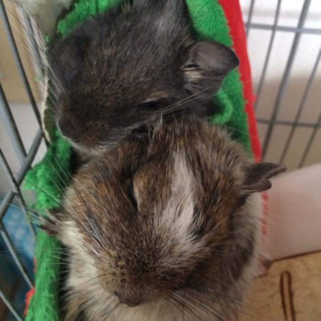 ヨモギ小麦のカバー写真