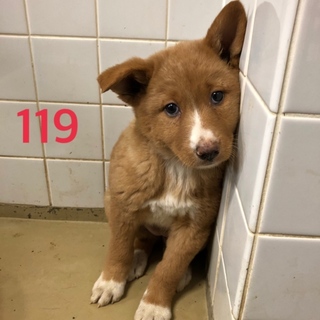 緊急。3匹兄妹を家族に迎えて下さい。119,121