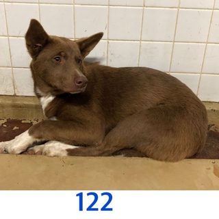 里親決定しました。