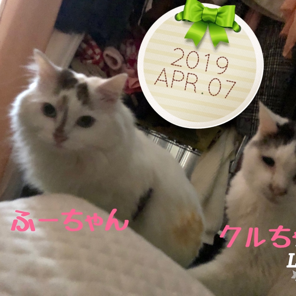 クルのカバー写真