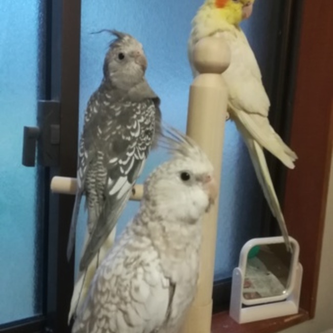 poepoe232のカバー写真