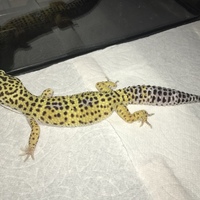 ニモ