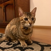 花梨