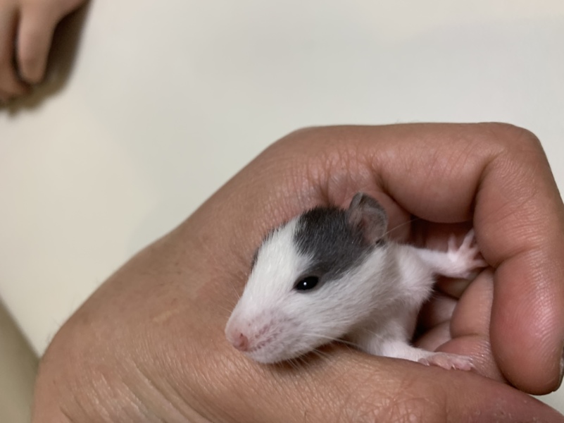 ラット サムネイル2