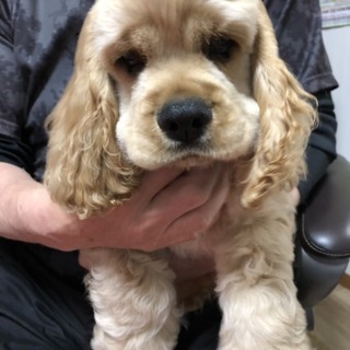 ３ヶ月イングリッシュコッカー男の子