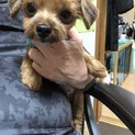 ヨークシャテリアミックス2歳女の子