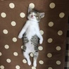 うちの子になって2日目にして、このくつろぎっぷり！