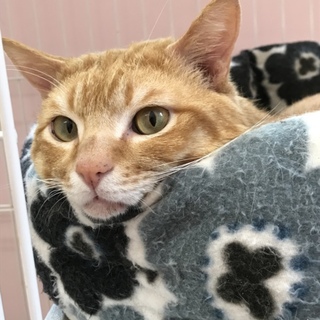 ネグレクト飼育からレスキュー レイ君3歳の男の子