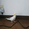 オカメインコの里親さんを探しています