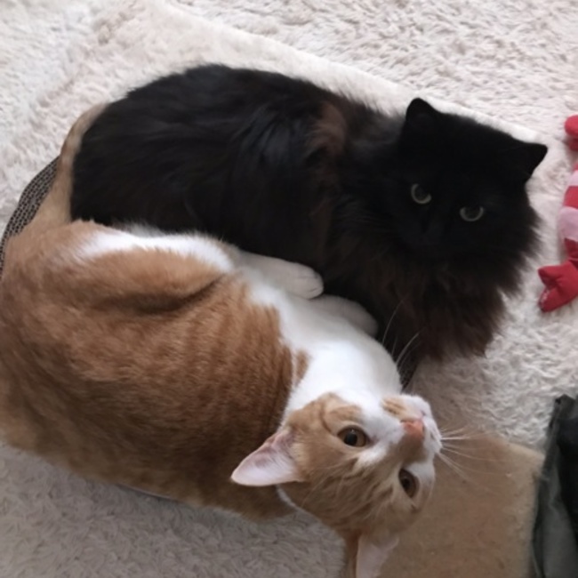 あ～あ。のカバー写真