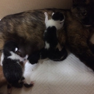 ４匹産まれました