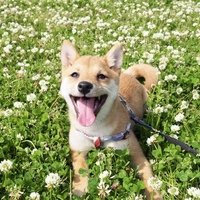 こまめ