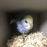 ぽぽ