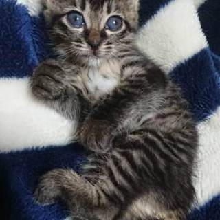 お転婆で寂しがり屋の甘えんぼ♀