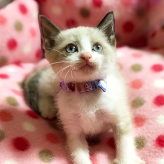 ラグドール風美猫【お市】