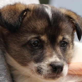 2.5か月　男の子エース君