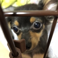 チョコ