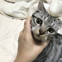 甘えん坊 美猫 ユミちゃん 親子・きょうだい一緒に