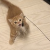 常に落ち着きがないのでロクな写真が撮れない