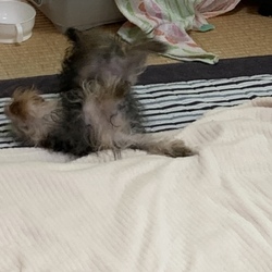 「うん○あるある」サムネイル2