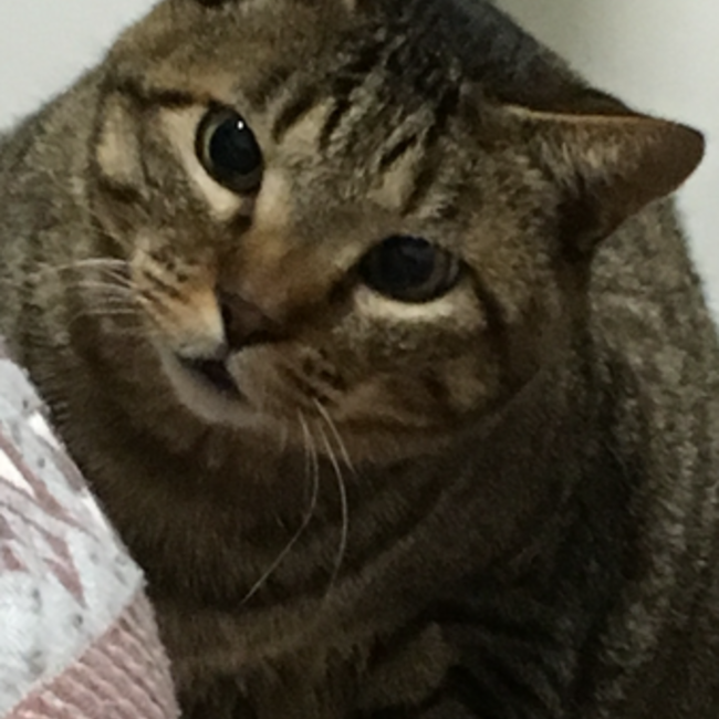 にゃん太郎ママのカバー写真