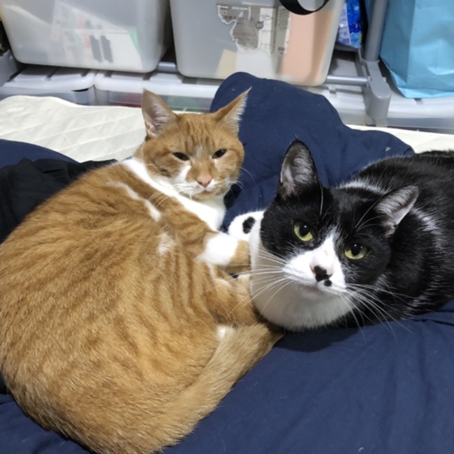 ふくだてつやのカバー写真