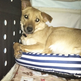 何度も殺処分場へ行かされたけど助かった１歳女のコ