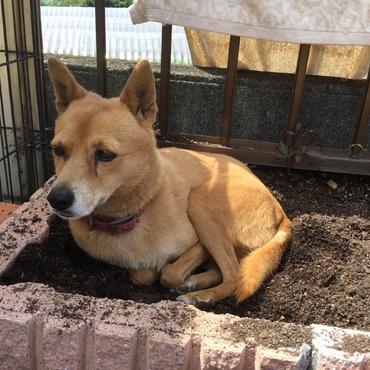 チョコ、コタさんのことよろしくね！