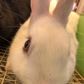 真っ白な双子のお兄ちゃん