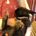 ミニうさぎの男の子