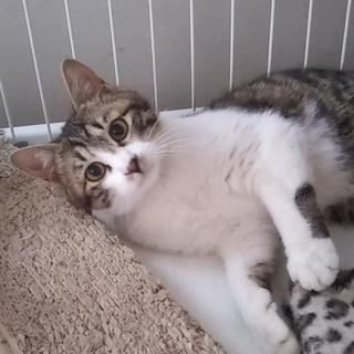 イケメン、実は甘えん坊！ゆっくり人馴れ