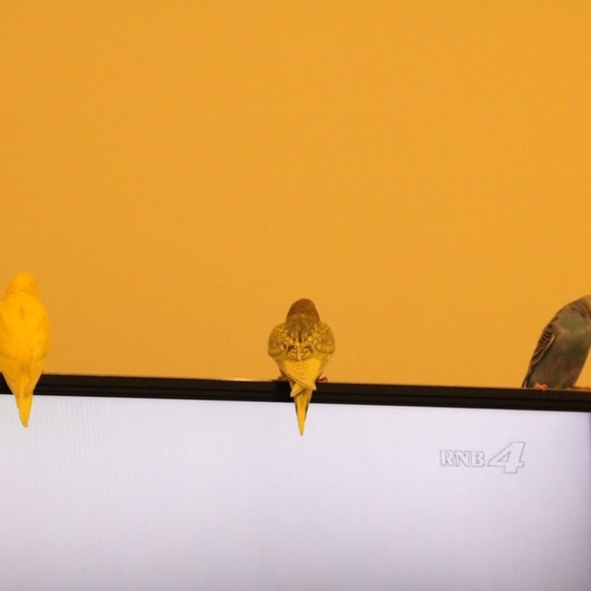 ブーワのカバー写真