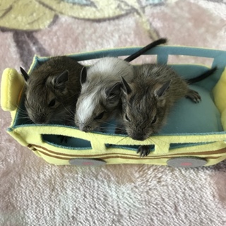 デグーの里親さん探しています
