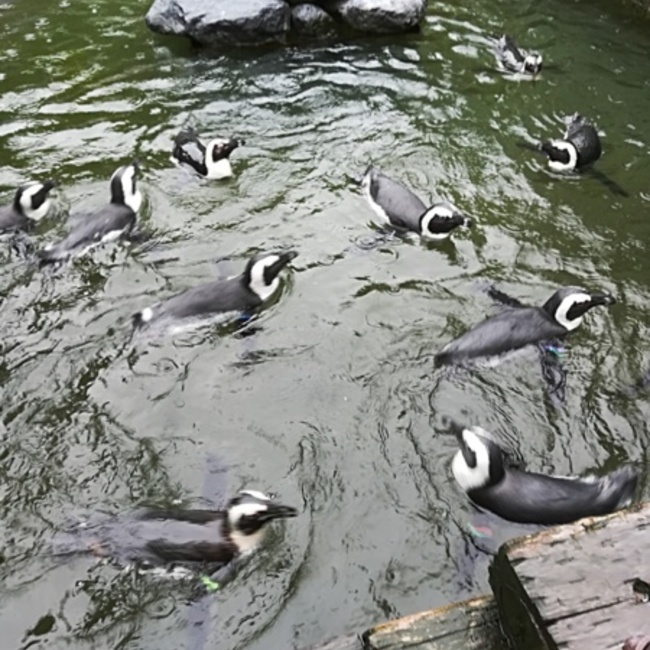 レイブンのカバー写真