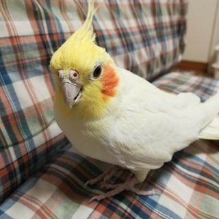 里親様が決まりました！ オカメインコ男の子