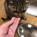 里親募集します。１歳の甘えた雌猫(避妊済み)