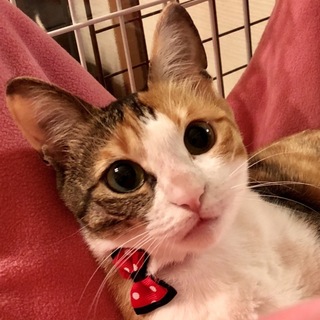 可愛すぎるリヨンちゃんは綺麗な三毛猫❣️