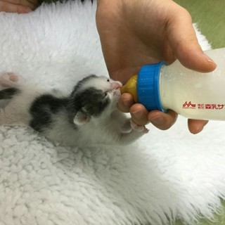 募集一時停止　５月１日生（推定）の女の子　キジ白