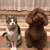 アロナ&うどん