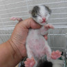 募集一時停止　５月１日生（推定）の女の子　キジ白 サムネイル3