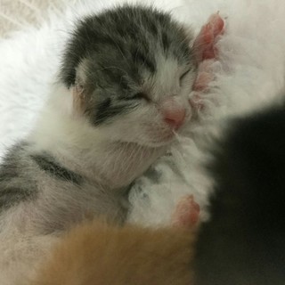 募集一時停止　５月１日生（推定）の女の子　サバ白