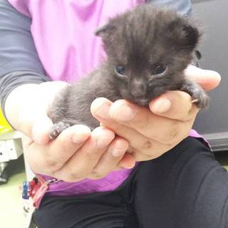 ５月１日生（推定）の男の子　黒