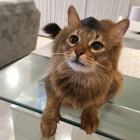 シンバ