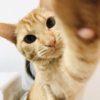 マヨ